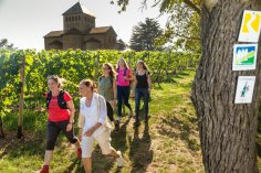 Wandergruppe wandert in den Weinbergen