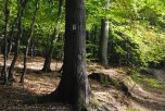 Wald Baum mit Klostersteig Schild