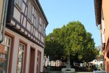 Geisenheimer Linde in der Fußgängerzone Geisenheimer Linde in der Fußgängerzone