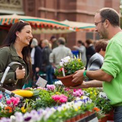 Frau auf dem Wochenmarkt die Blumen kauft