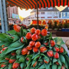Tulpen auf dem Wochenmarkt