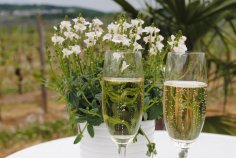 Zwei Sektgläser mit einem Blumentopf im Hintergrund