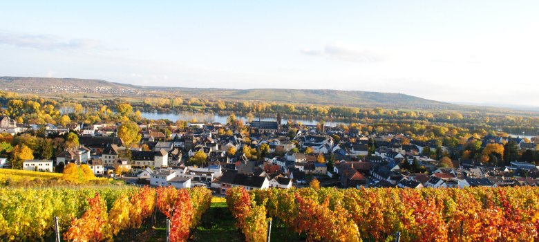 Weinbergspanorama über Geisenheim