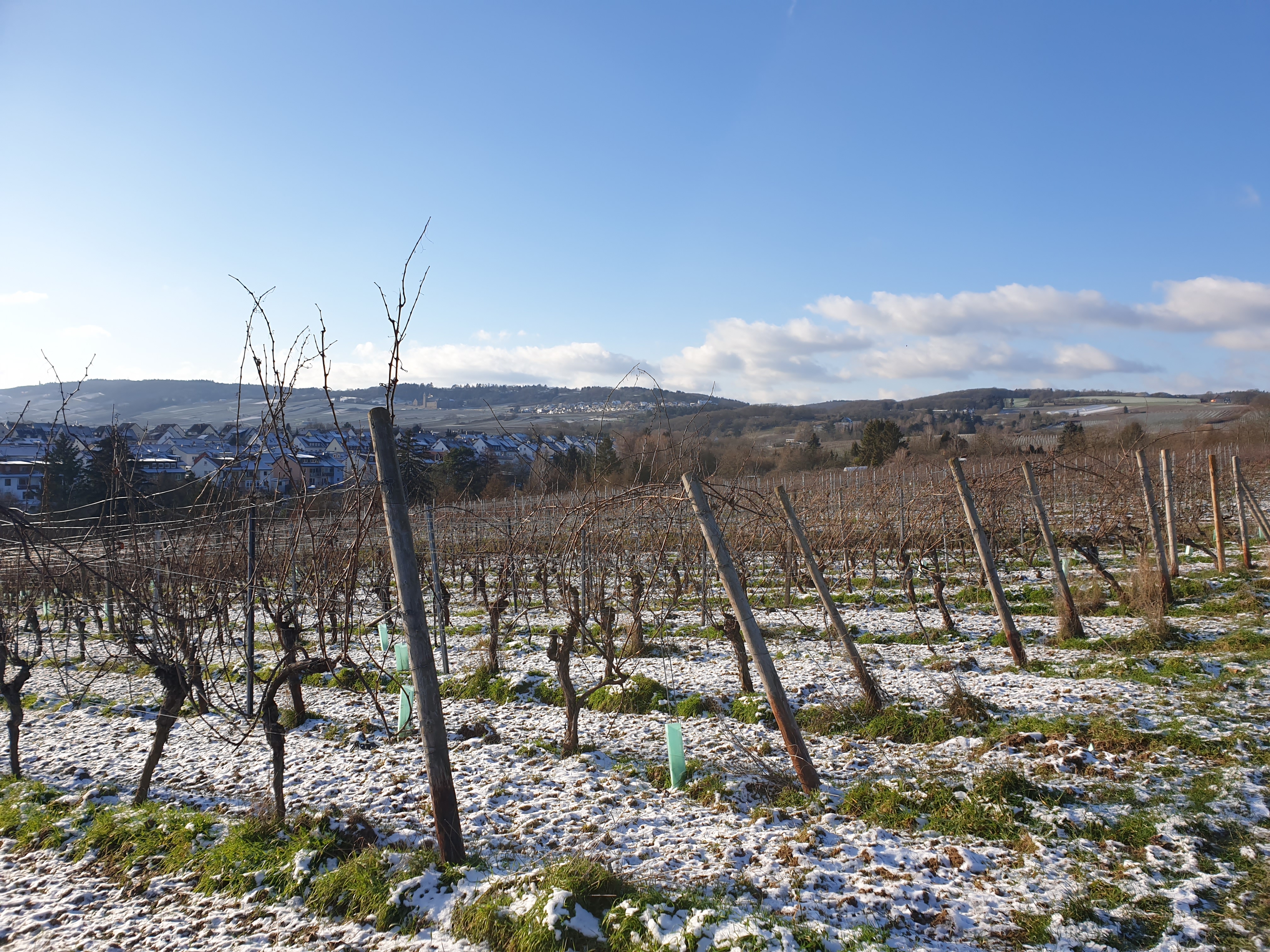 Verschneite Weinberge