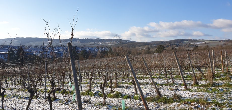 Verschneite Weinberge