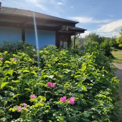 Blumen vorm JUZ Marienthal