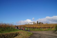 Gruppe von Grundschülern in den Weinbergen