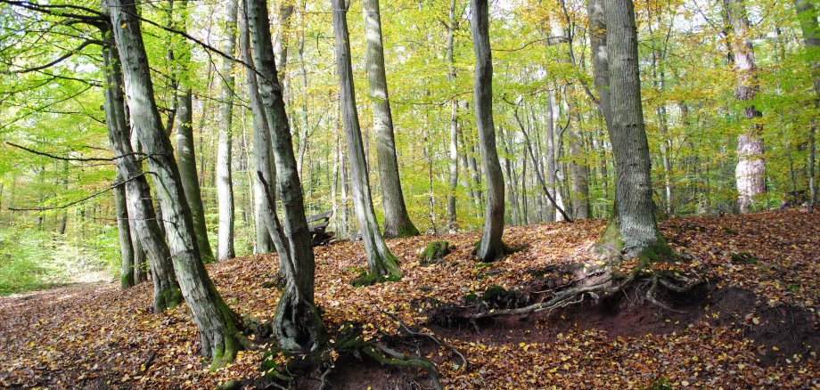 Wald mit Bäumen