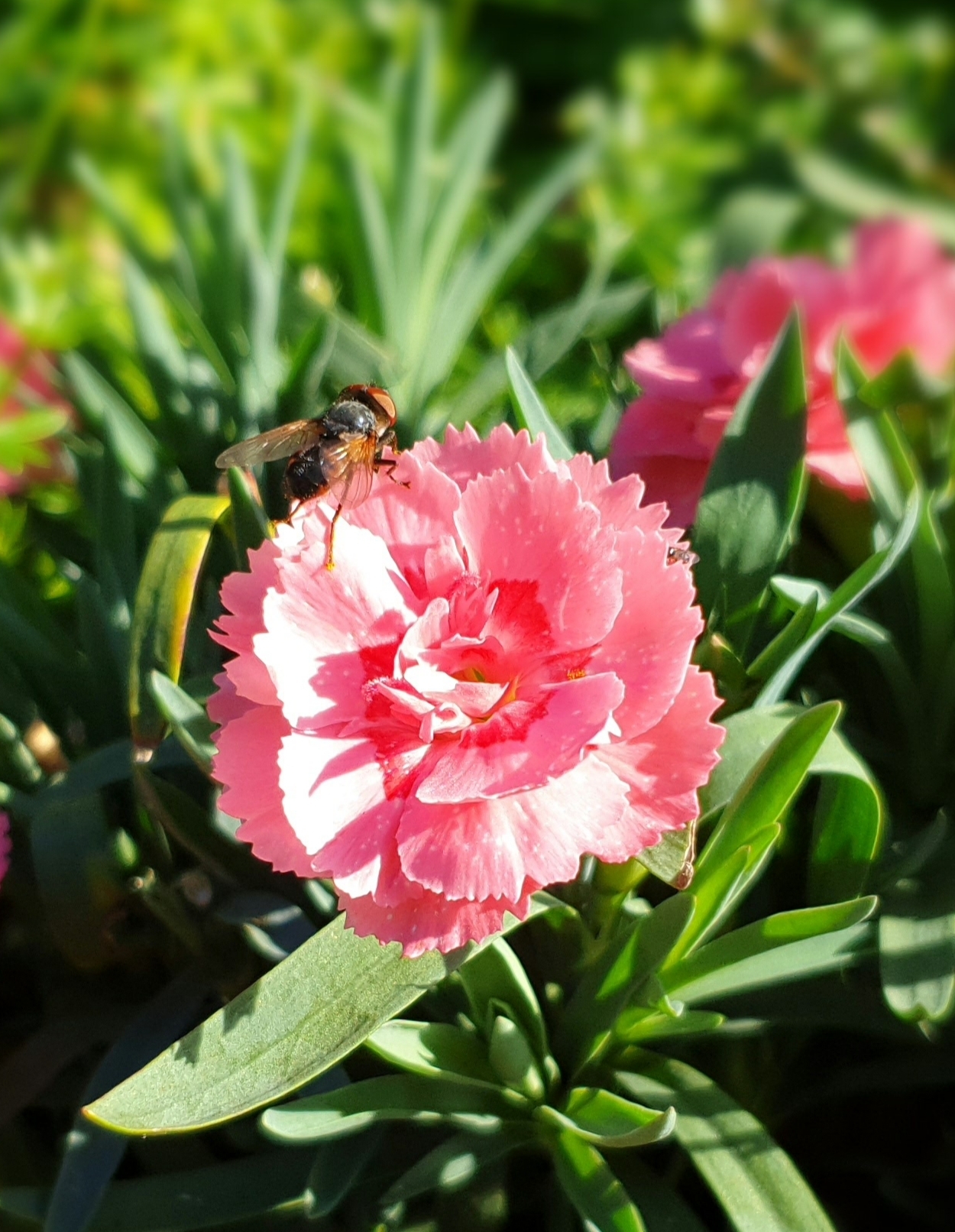 Rosa blühende Blume