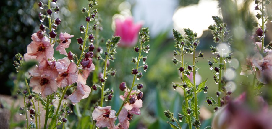 Detail Verbascum-x-cult jaecki von Kai Faust