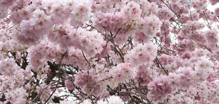 rosa Kirschblüten