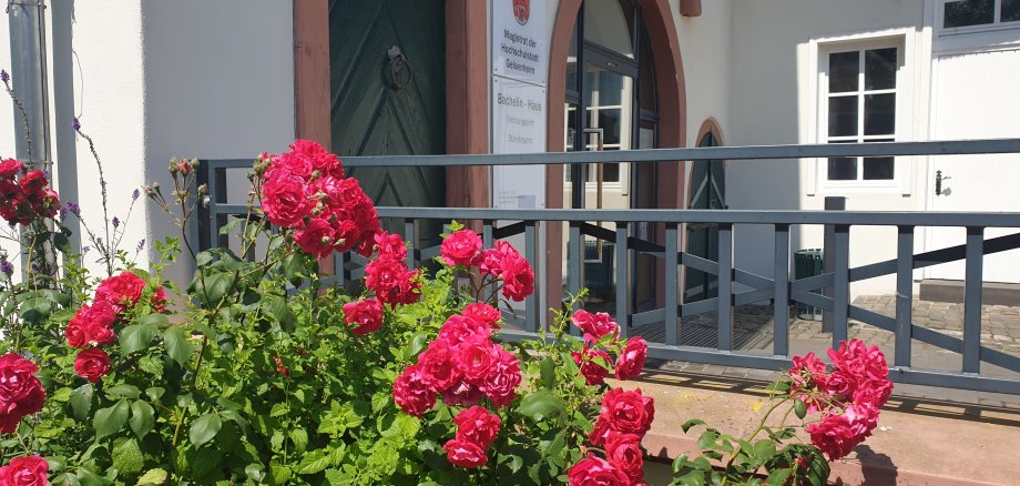 Rosen vor dem Eingang des Bürgerbüros im Bachelin-Haus
