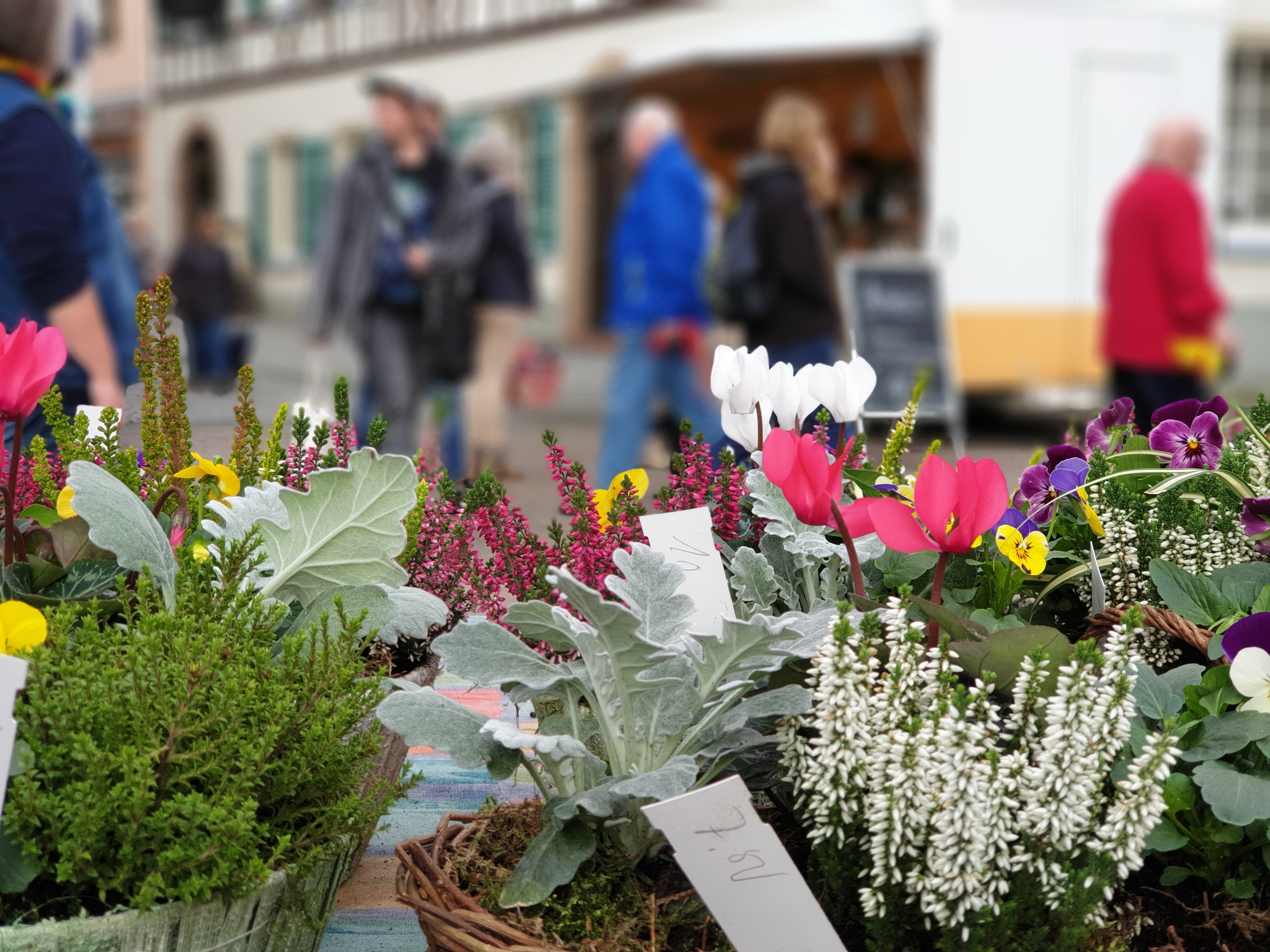 Herbstliche Blumen auf dem Wochenmarkt