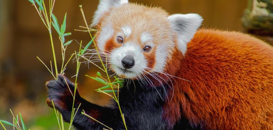 Kleiner roter Panda mit Zweig in der Pfote