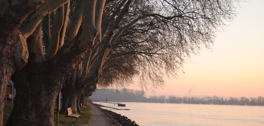 Winterliche Landschaft mit Bäumen am Rheinufer