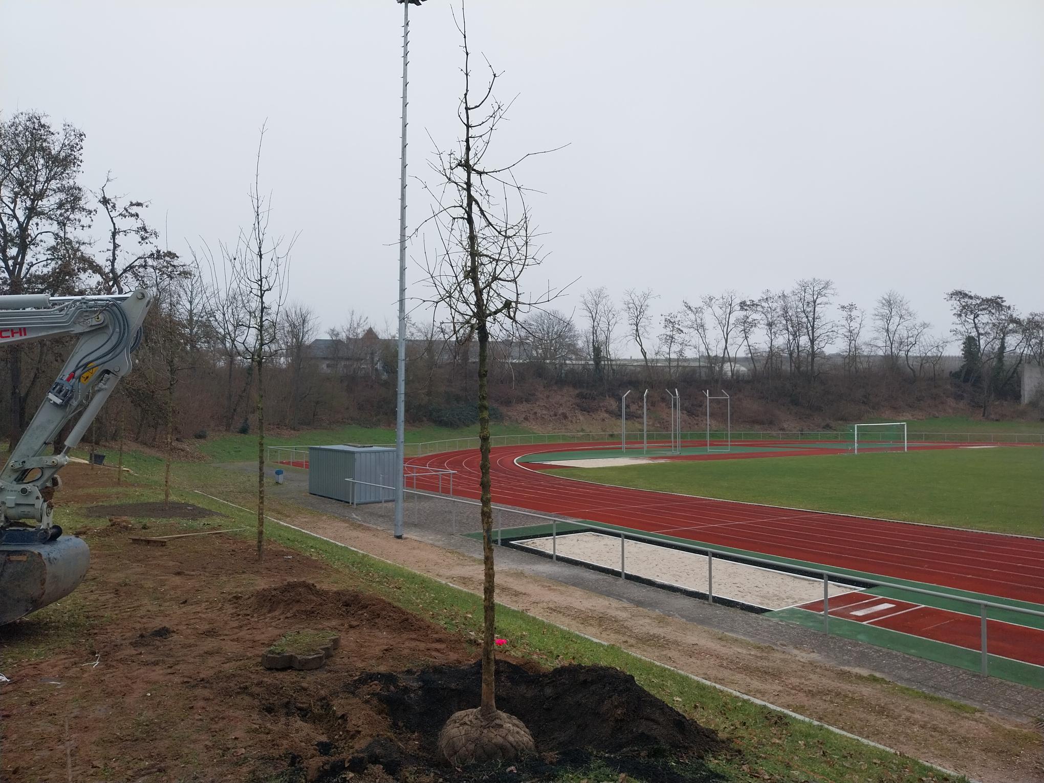 Neugepflanzter Baum am Rheingaustadion