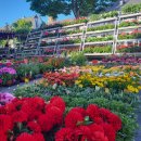 Blumenstand auf dem Wochenmarkt