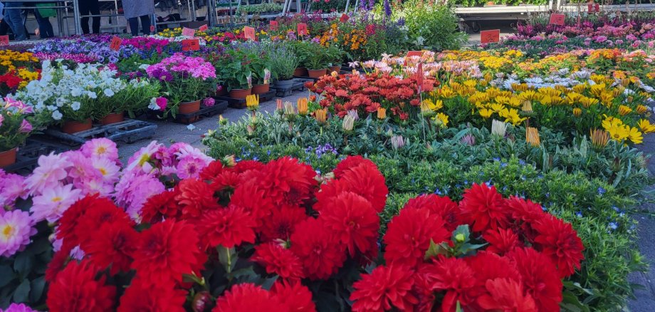 Blumenstand auf dem Wochenmarkt