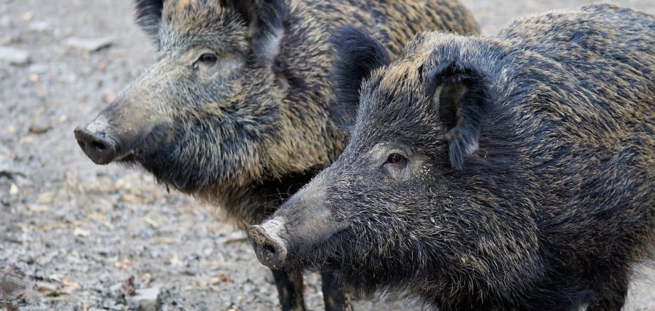 Zwei Wildschweine