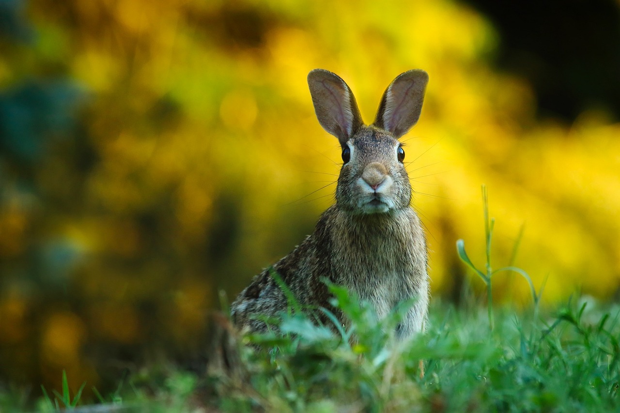 Hase mit aufgestellten Ohren auf einer Wiese