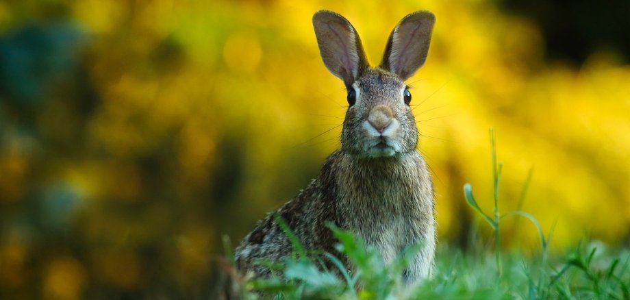 Hase mit aufgestellten Ohren auf einer Wiese