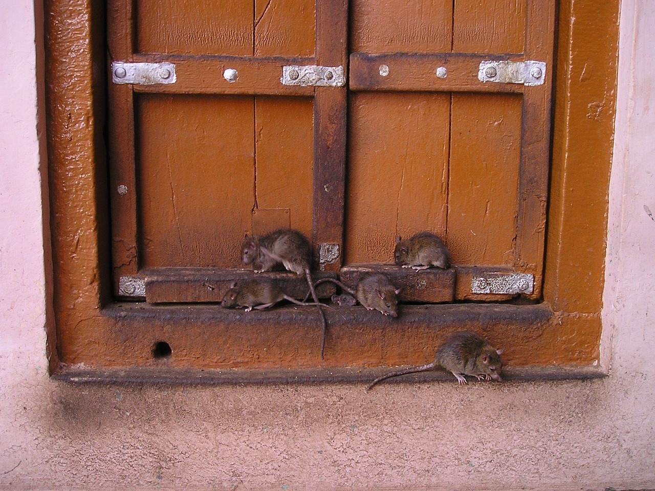 Ratten an einem Fenster