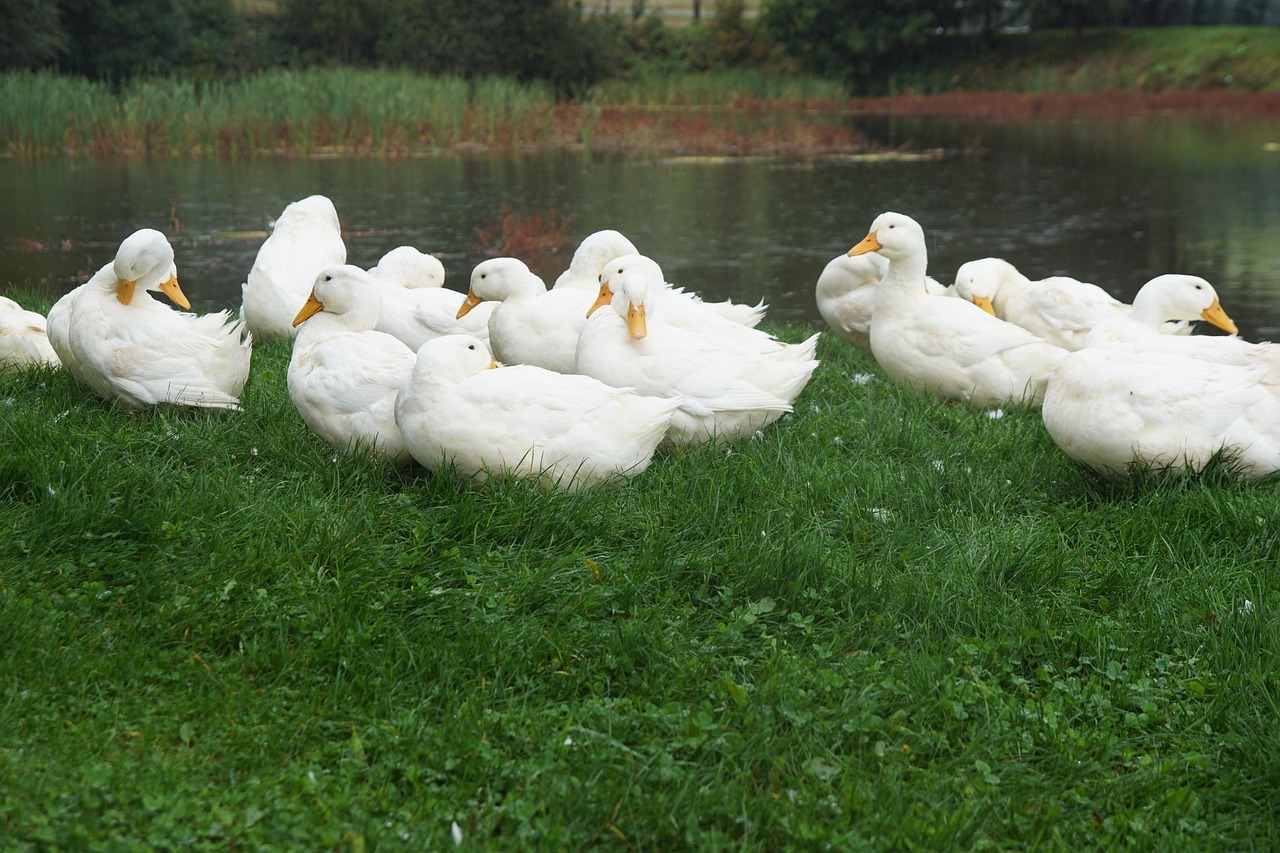 weiße Enten im grünen Gras