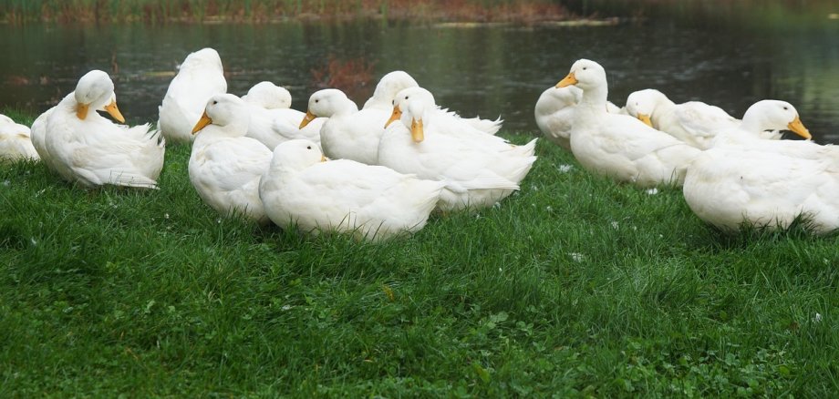 weiße Enten im grünen Gras