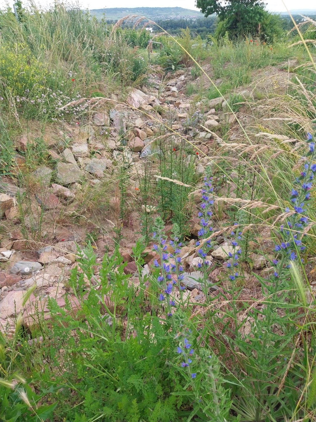 Wasserrückhaltebecken im Weinberg