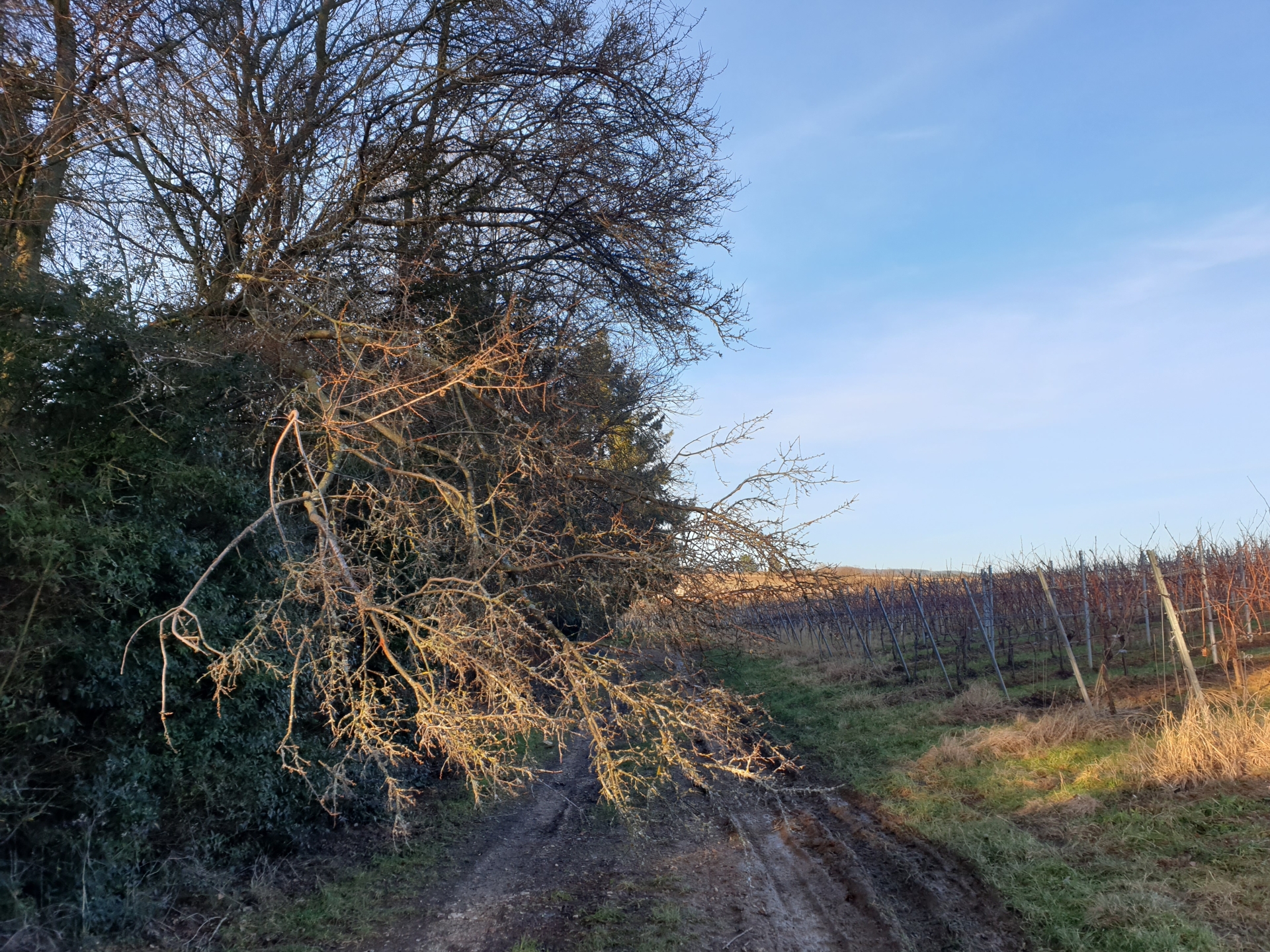 überlappende Äste an einem Weg