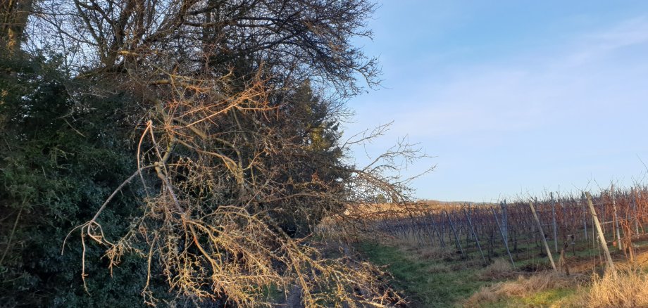 überlappende Äste an einem Weg