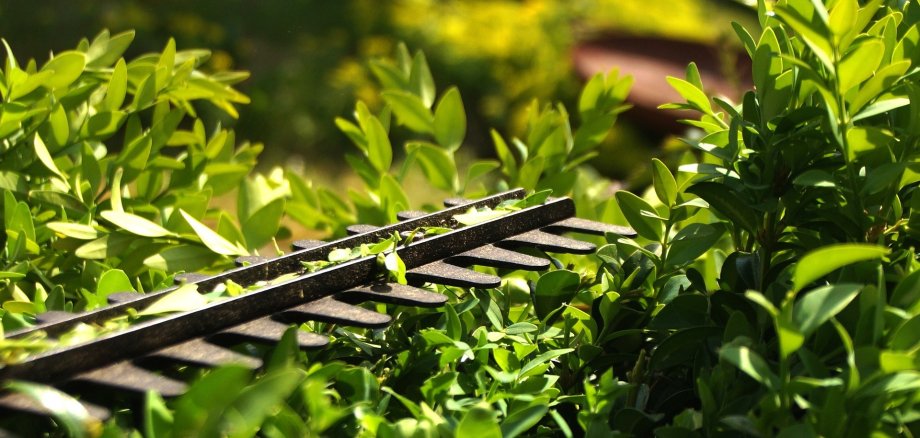 Heckenscheere an Hecke