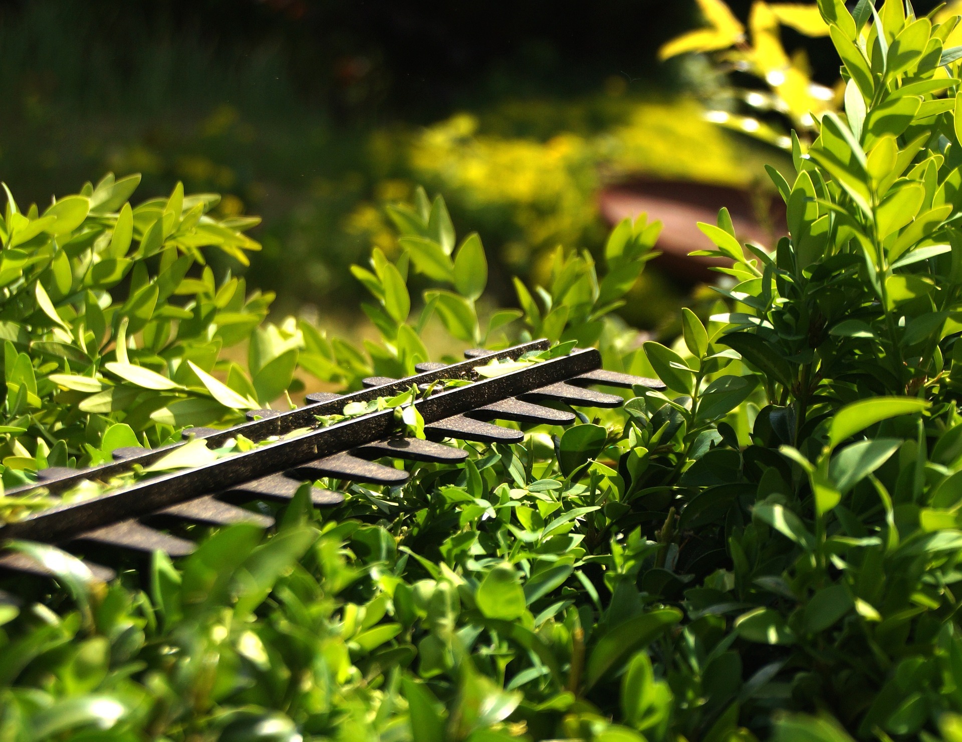 Heckenscheere an Hecke
