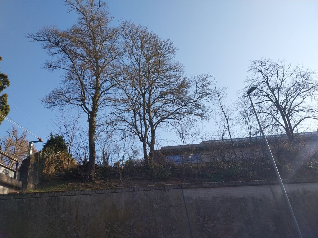 Bäume an der K630 auf der Hochschulmauer