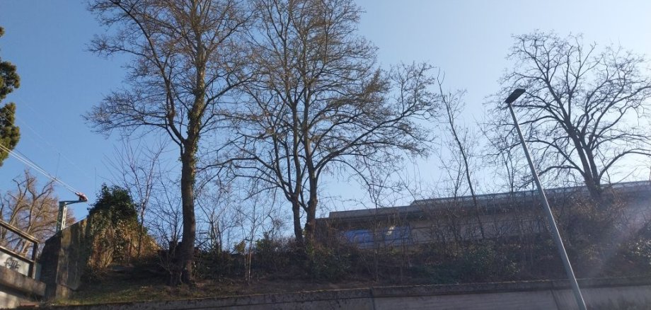 Bäume an der K630 auf der Hochschulmauer