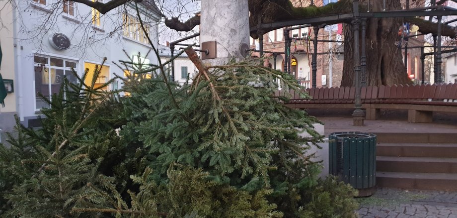 Weihnachtsbäume ohne Schmuck