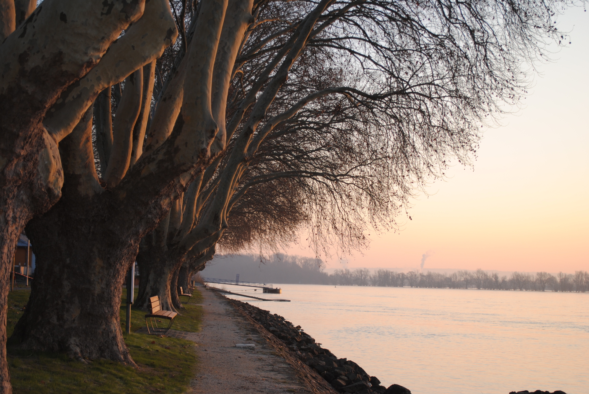 Winterliche Landschaft mit Bäumen am Rheinufer