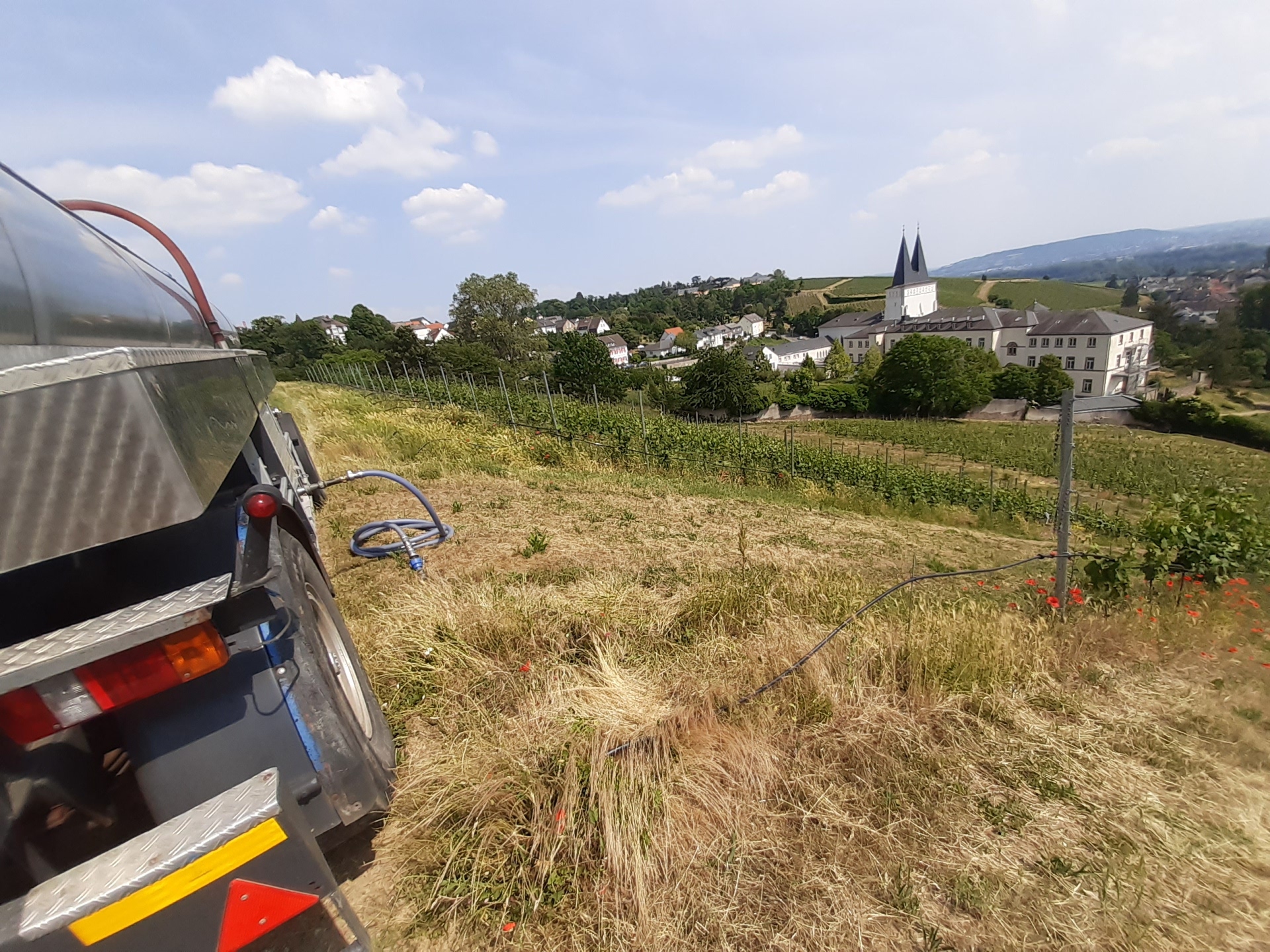 Weinberge