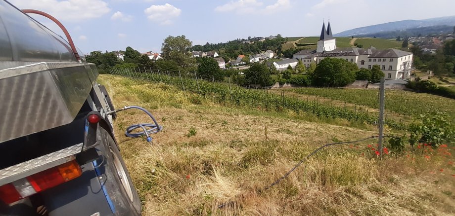 Weinberge