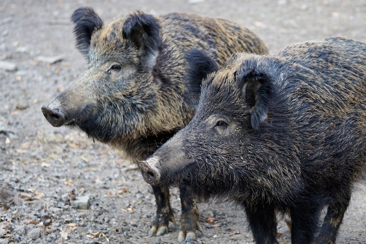 Zwei Wildschweine