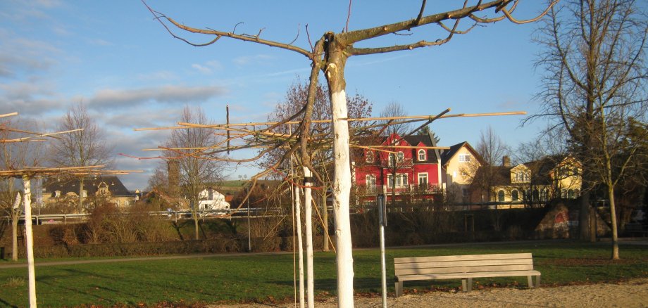 Bäume am Rhein