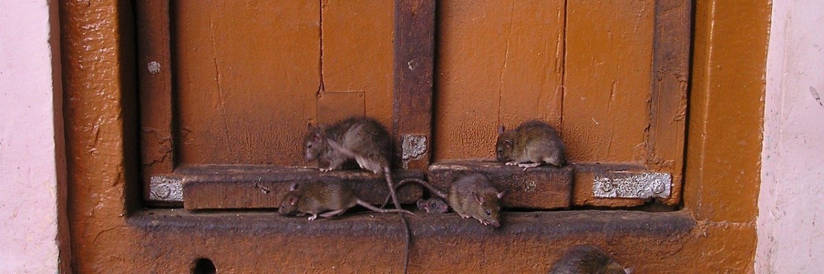 Ratten vor einem Holzfenster