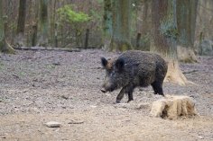 Wildschwein im Wald