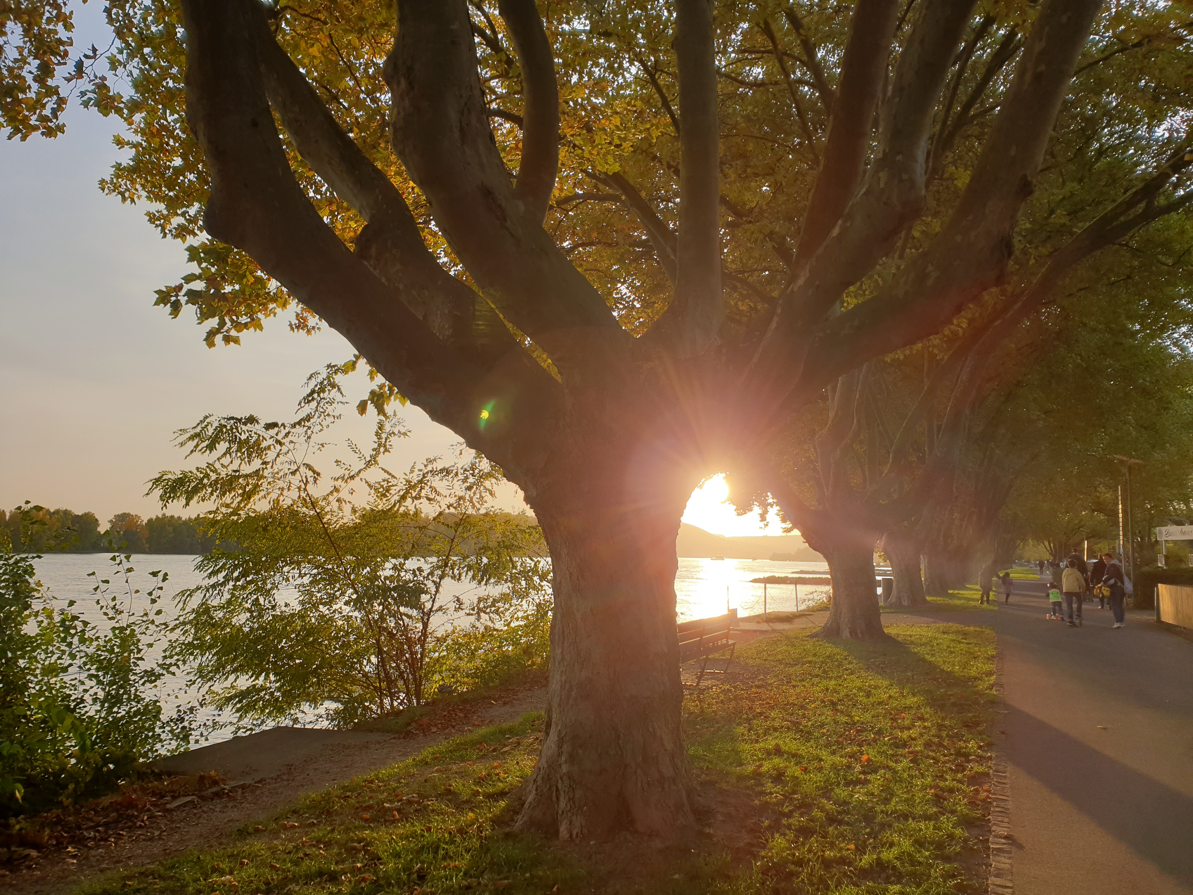 Sonne leuchtet durch Bäume am Rhein
