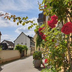 Schulstraße in Johannisberg mit Rosen im Vordergrund