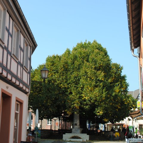 Kultur & Tourismus | Geisenheim