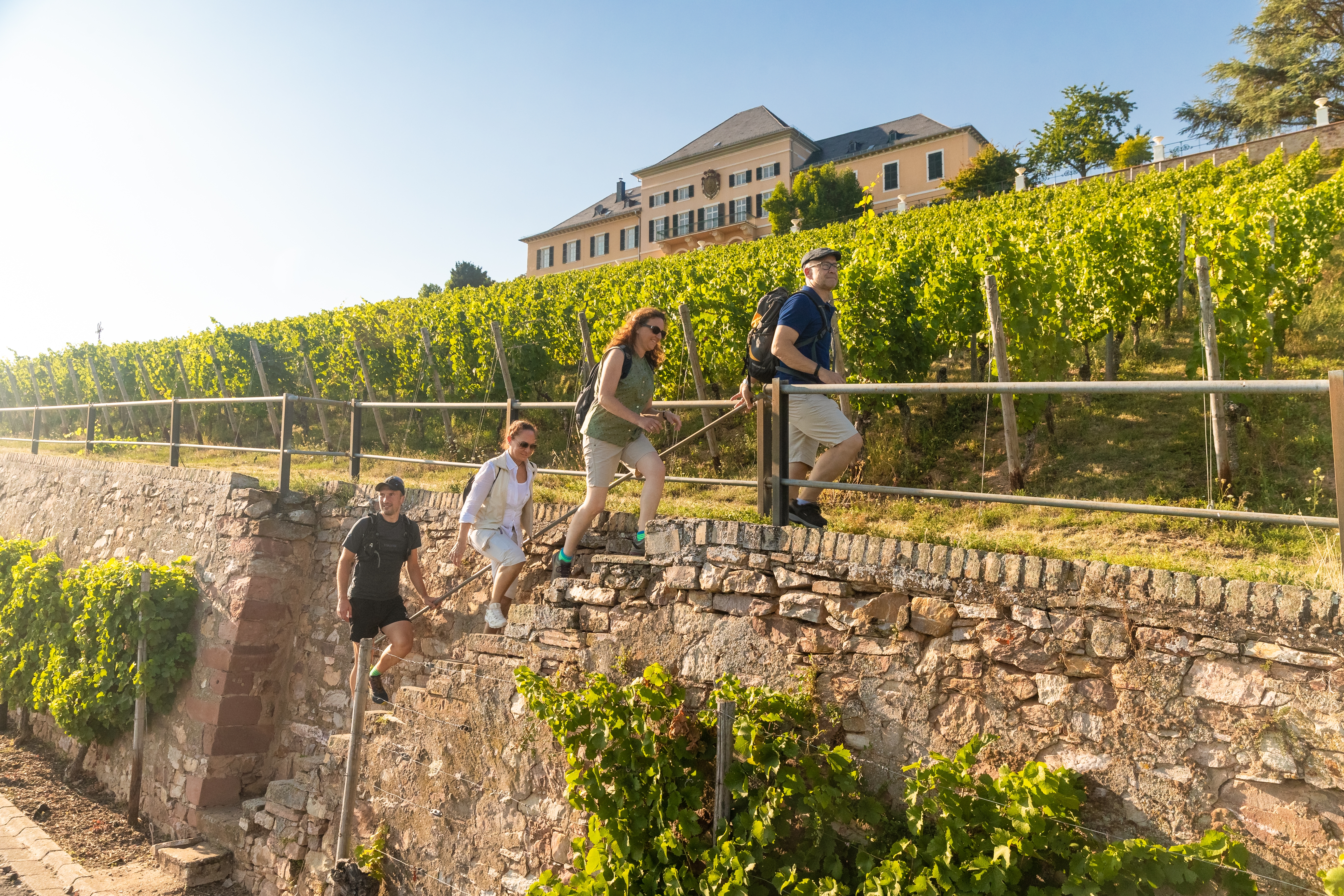 Wandergruppe in den Weinbergen