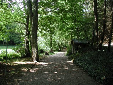 Wald