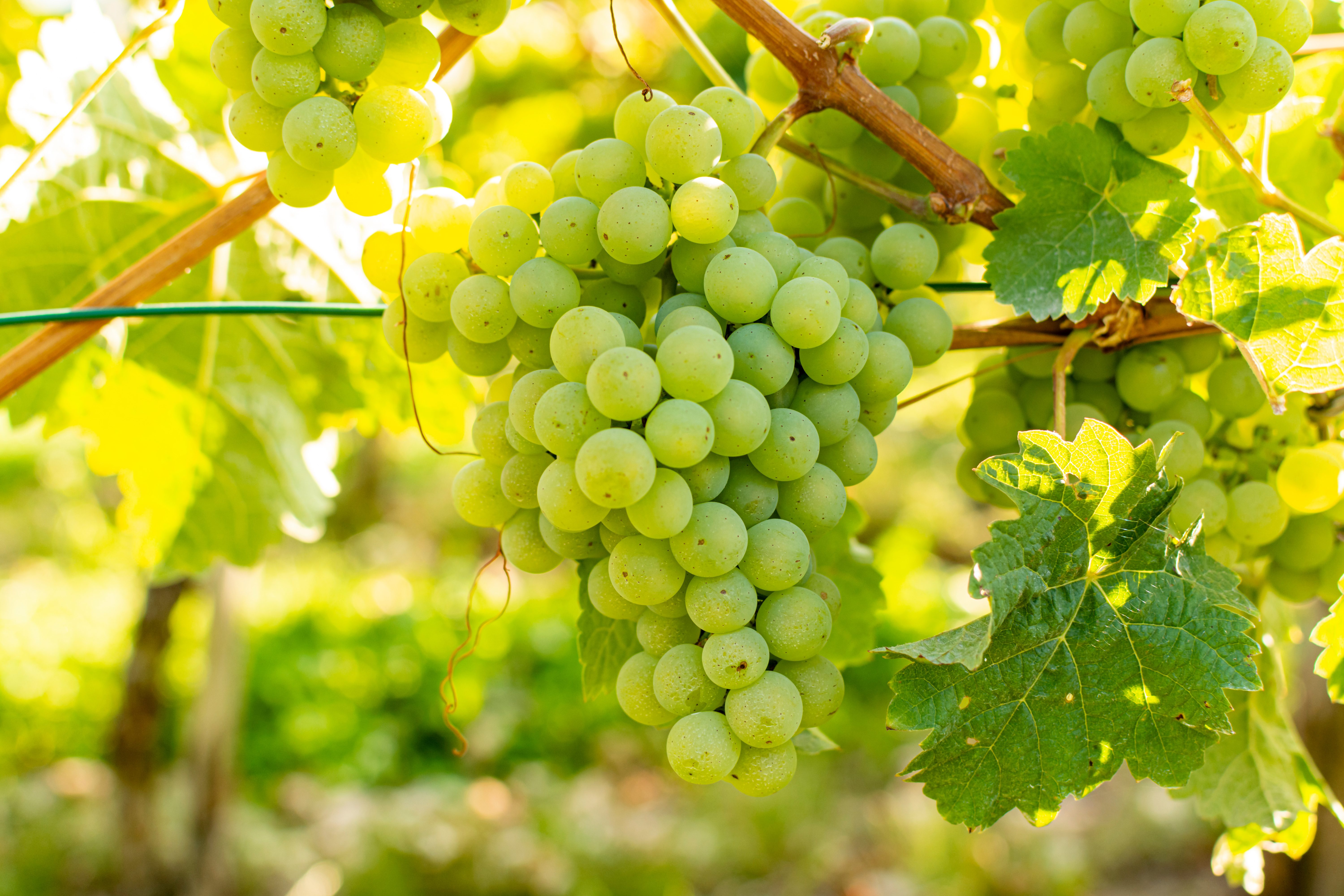 Vineyard with growing white wine grapes, riesling or chardonnay grapevines in summertime Vineyard with growing white wine grapes, riesling or chardonnay grapevines in summertime